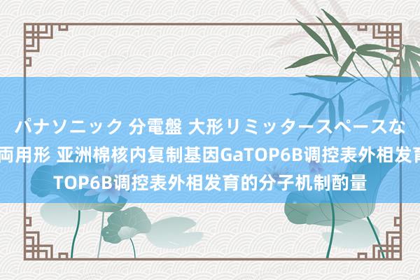 パナソニック 分電盤 大形リミッタースペースなし 露出・半埋込両用形 亚洲棉核内复制基因GaTOP6B调控表外相发育的分子机制酌量